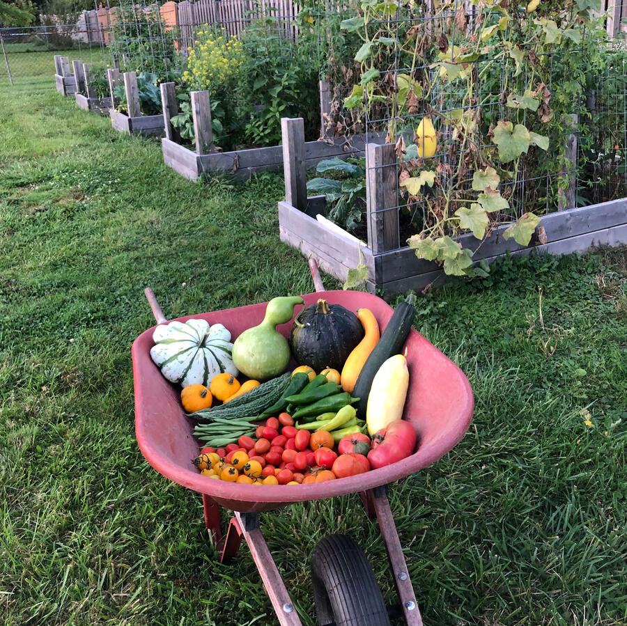 Gardening/Growing Food Gardening/Growing Food